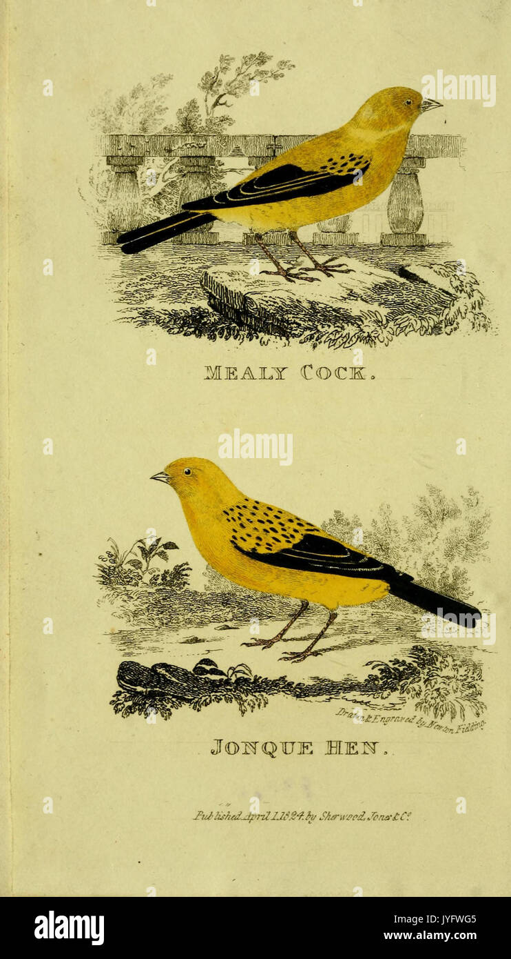 Un traité pratique sur la chanson les oiseaux (6851889481) Banque D'Images
