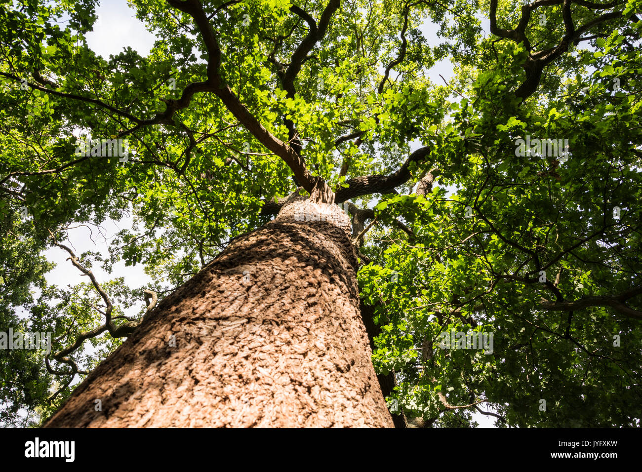 Le puissant chêne pédonculé (Quercus robur) Banque D'Images