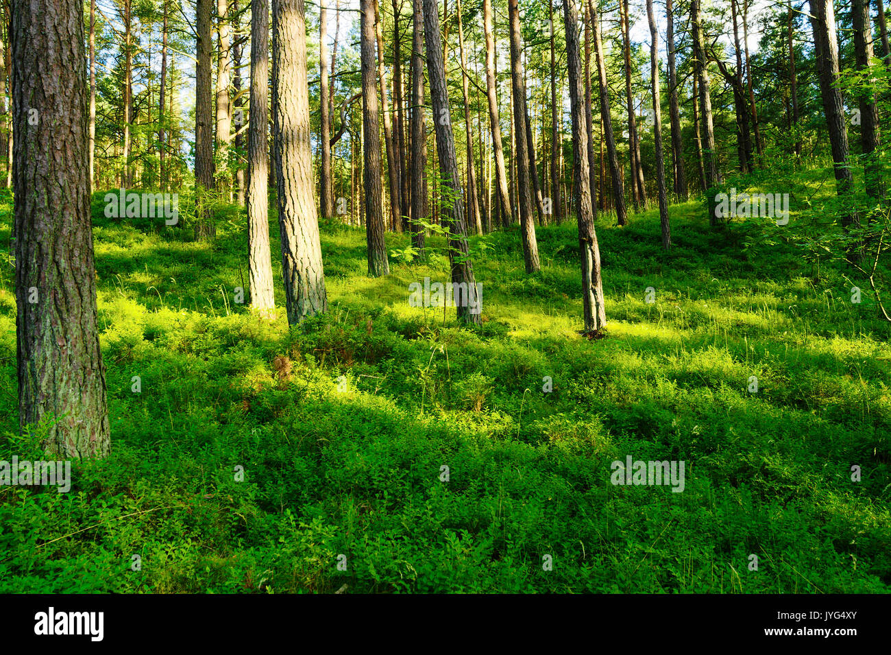 Pin d'été avec la myrtille les plantes croissant dans le sous-étage forestier. Ou Scotch écossais pin Pinus sylvestris arbres en forêt. Occidentale, la Pologne. Banque D'Images