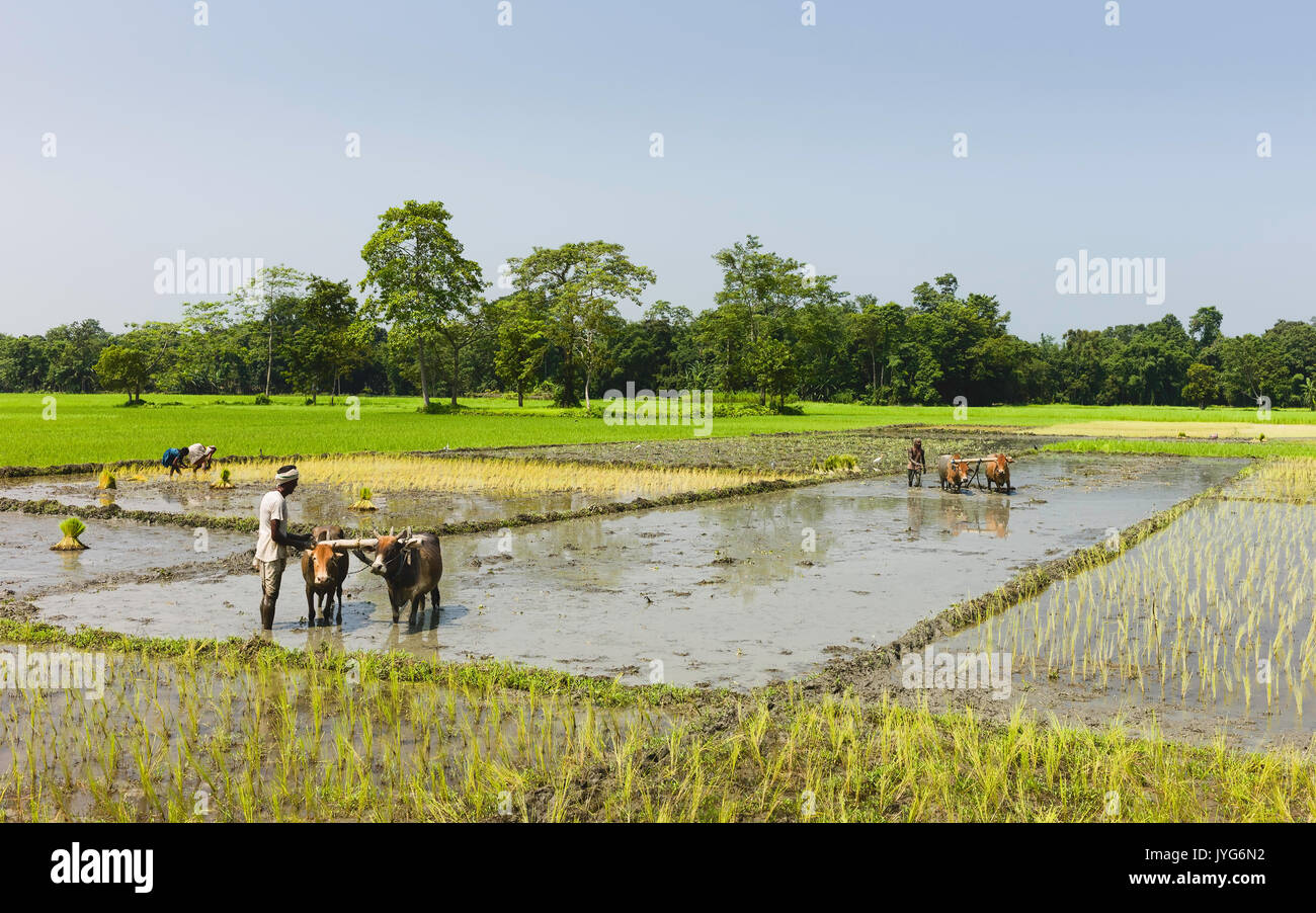 Les agriculteurs cultivent le riz dans les champs gorgés d'utilisation traditionnelle des charrues et des bœufs par un beau jour d'été Le 27 août 2011 à Majuli , Assam, Inde. Banque D'Images