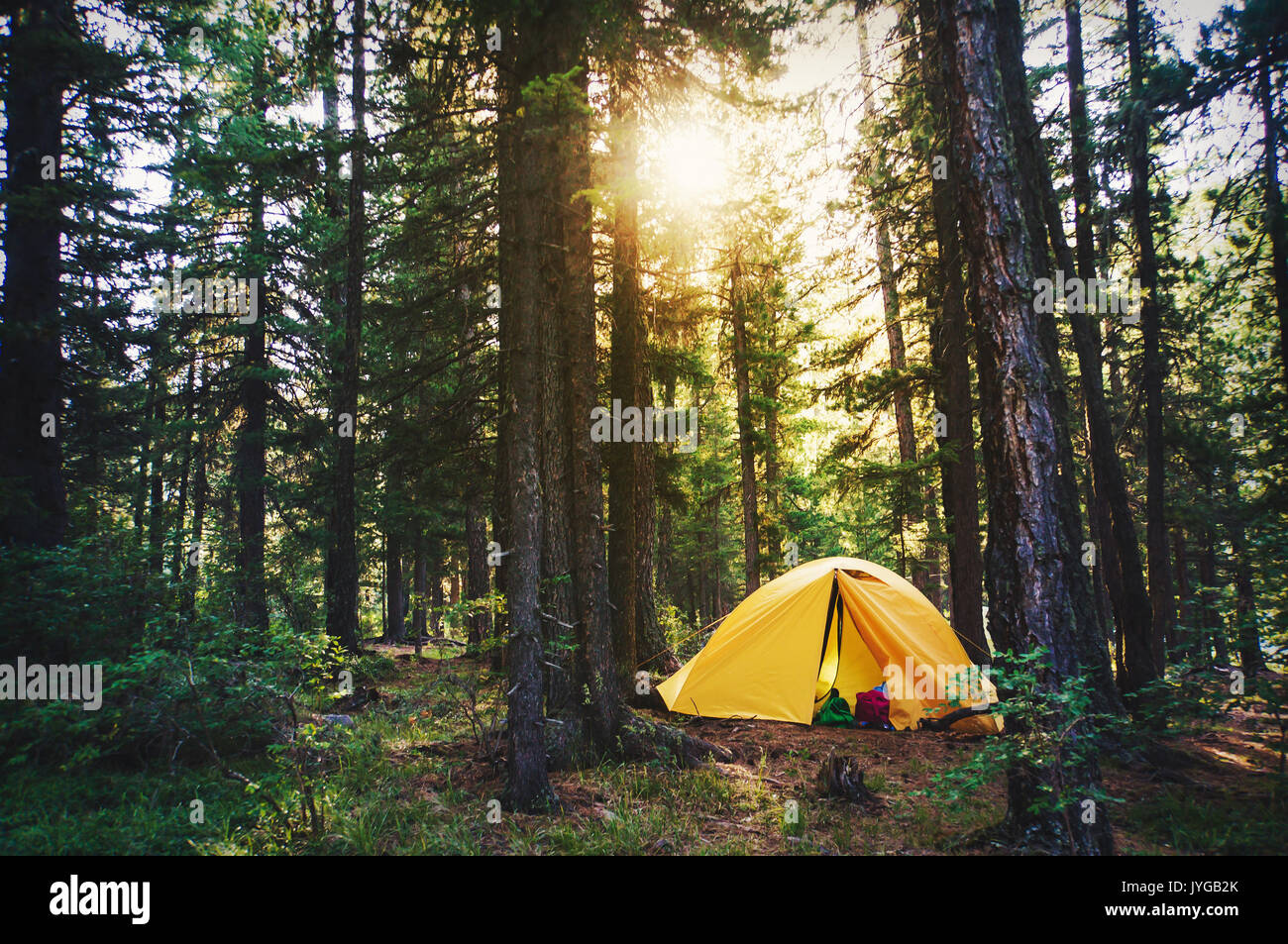 Beaux rayons à travers la forêt de brouillard. Scène étonnante de camping dans le parc avec les rayons du soleil et du brouillard. Matin d'ombres et de lumières, harpe en bois soleil Banque D'Images