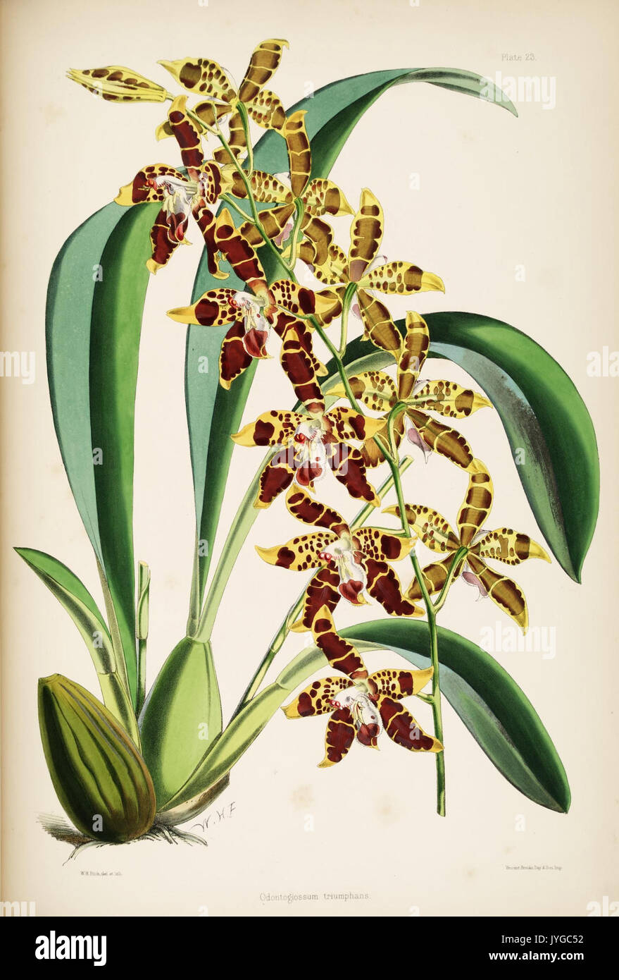 Une monographie de l'Odontoglossum par James Bateman (planche 23) (8454989999) Banque D'Images