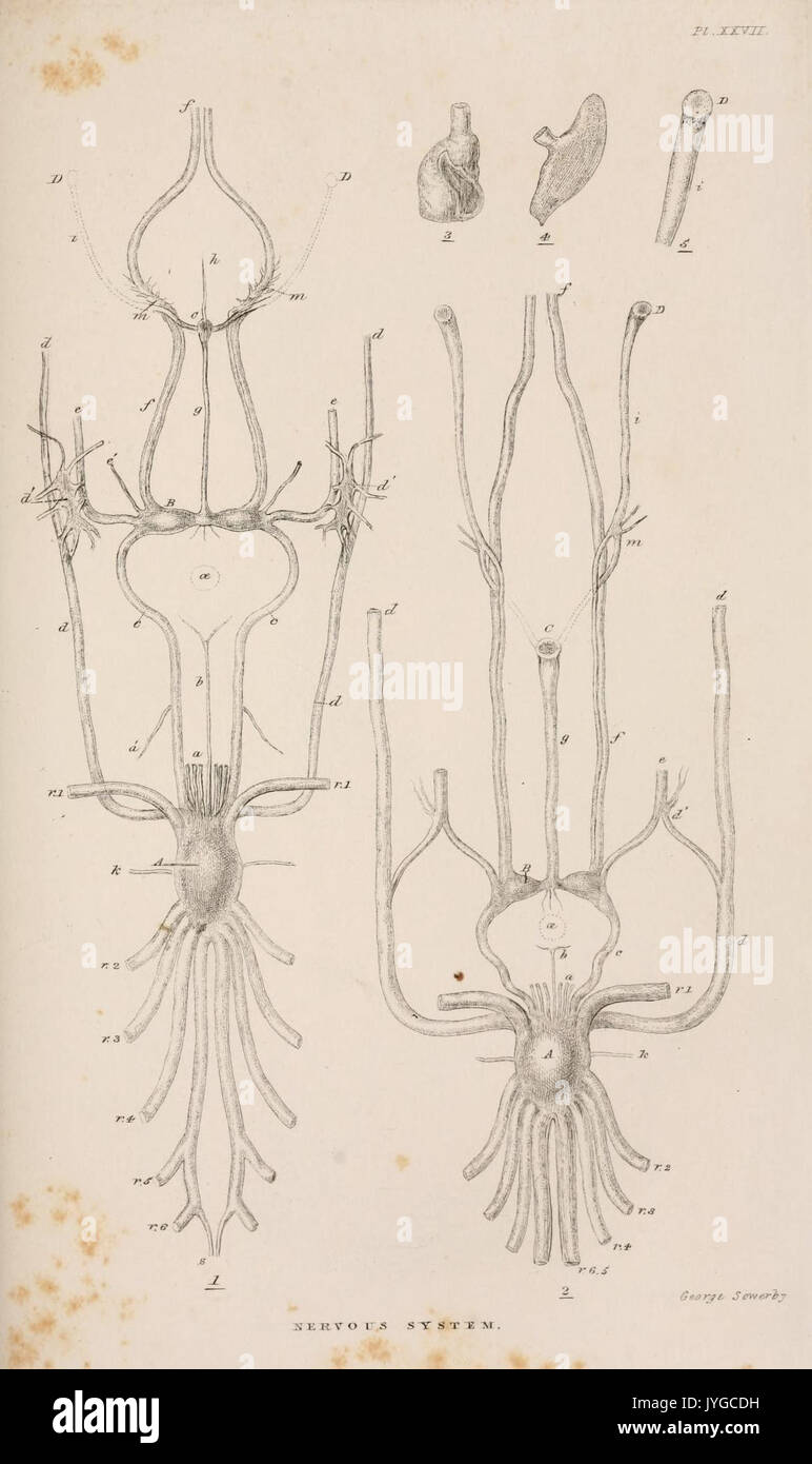 Une monographie sur la sous-catégorie Cirripedia Plaque (XXVII) (7509354722) Banque D'Images