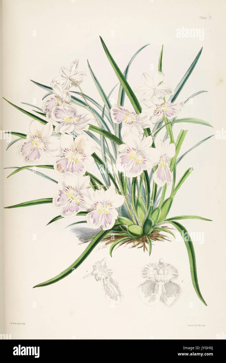 Une monographie de l'Odontoglossum par James Bateman (Tôles III) BHL270123 Banque D'Images