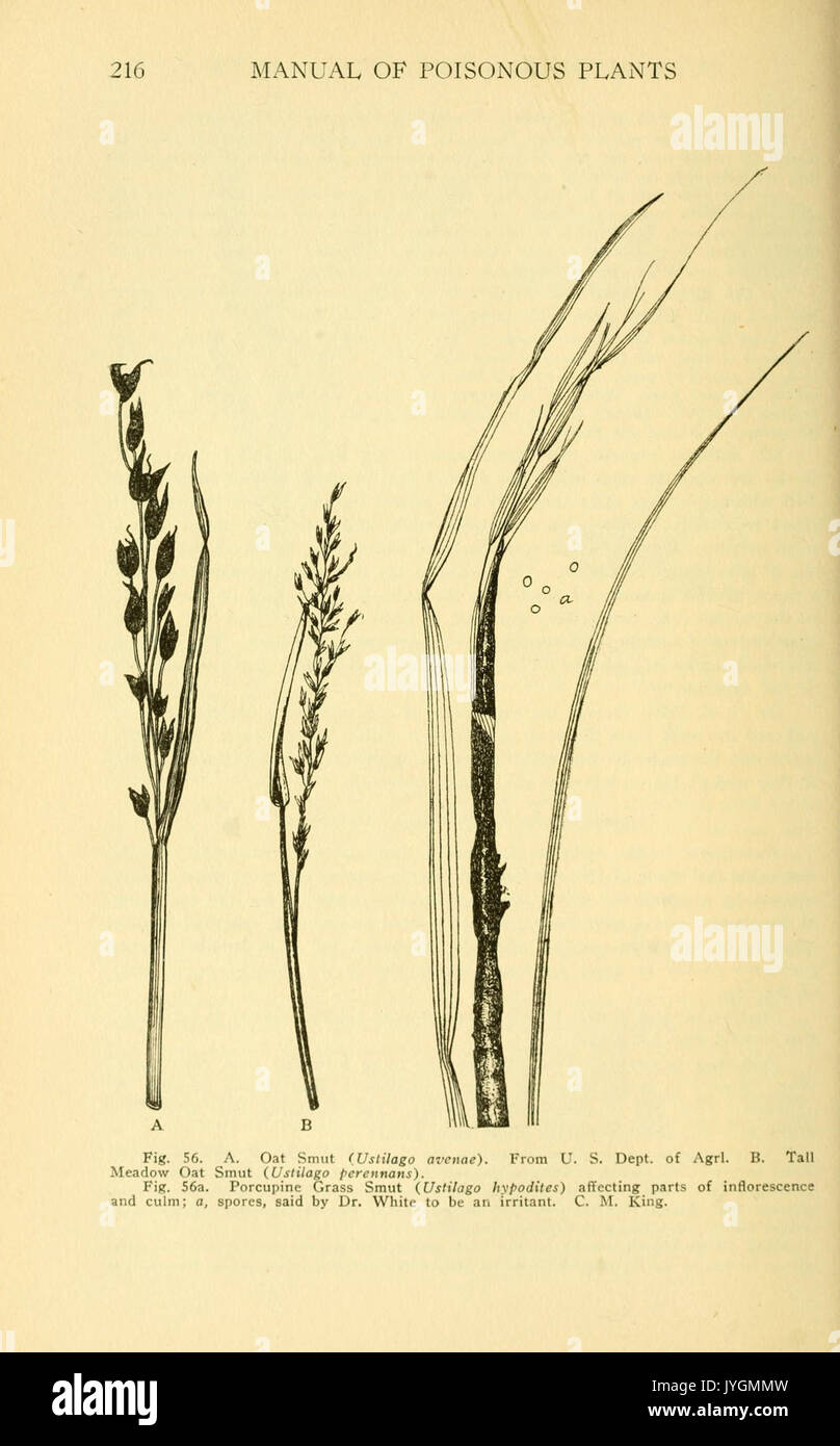 Un manuel de plantes toxiques (page 216, fig. 56) BHL11346812 Banque D'Images