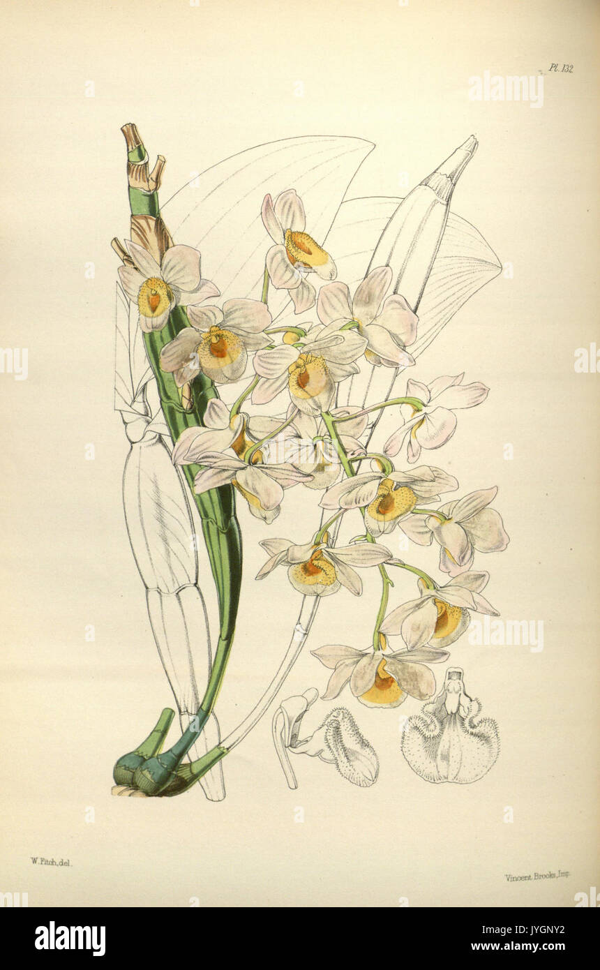Un deuxième siècle de orchidaceous plants (PL 132) BHL35712768 Banque D'Images