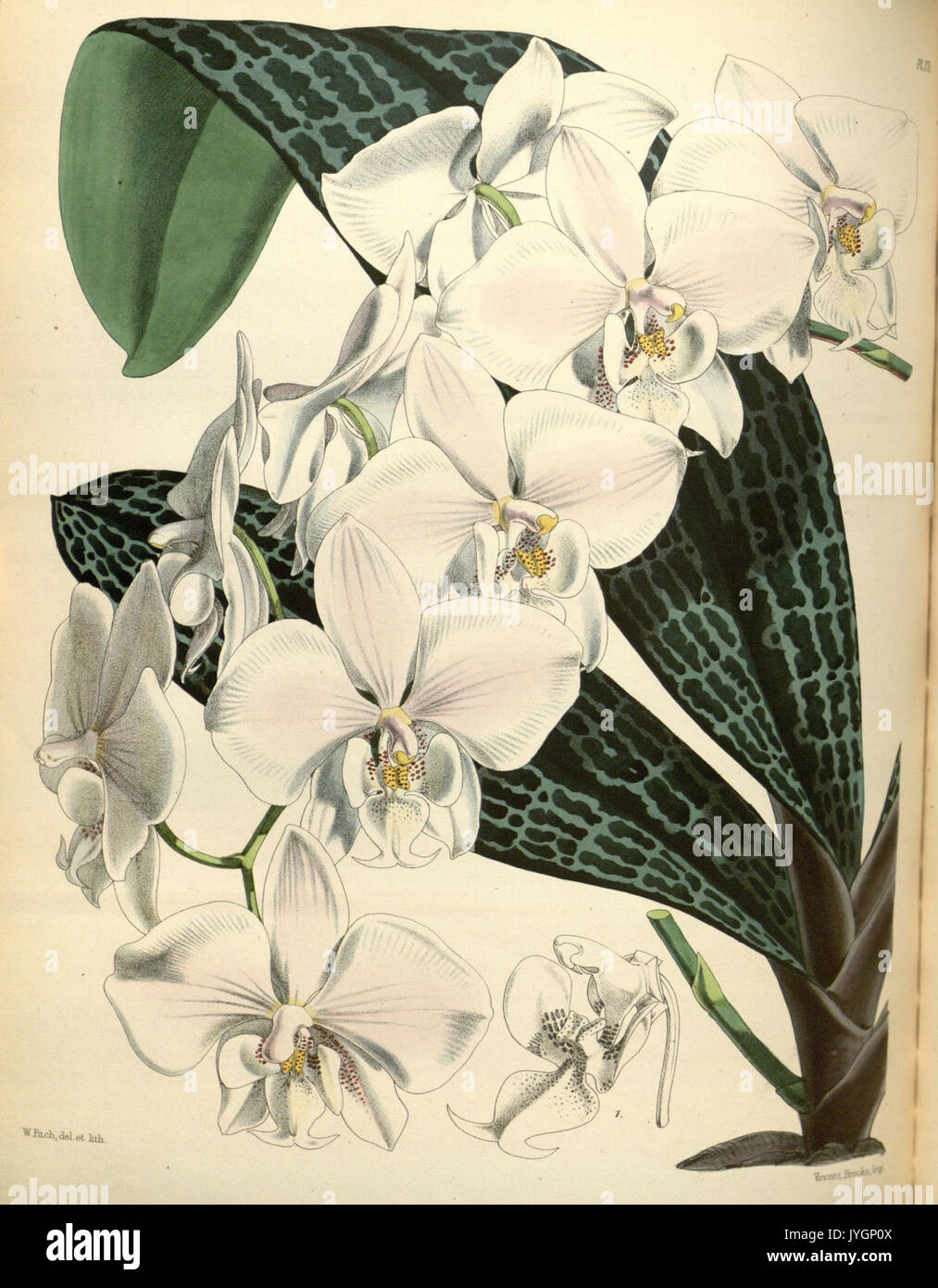 Un deuxième siècle de orchidaceous plants (PL 171) BHL35712872 Banque D'Images