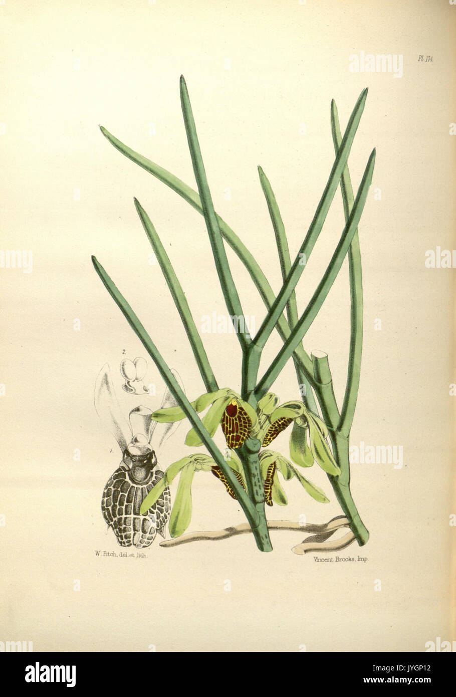 Un deuxième siècle de orchidaceous plants (PL 174) BHL35712880 Banque D'Images