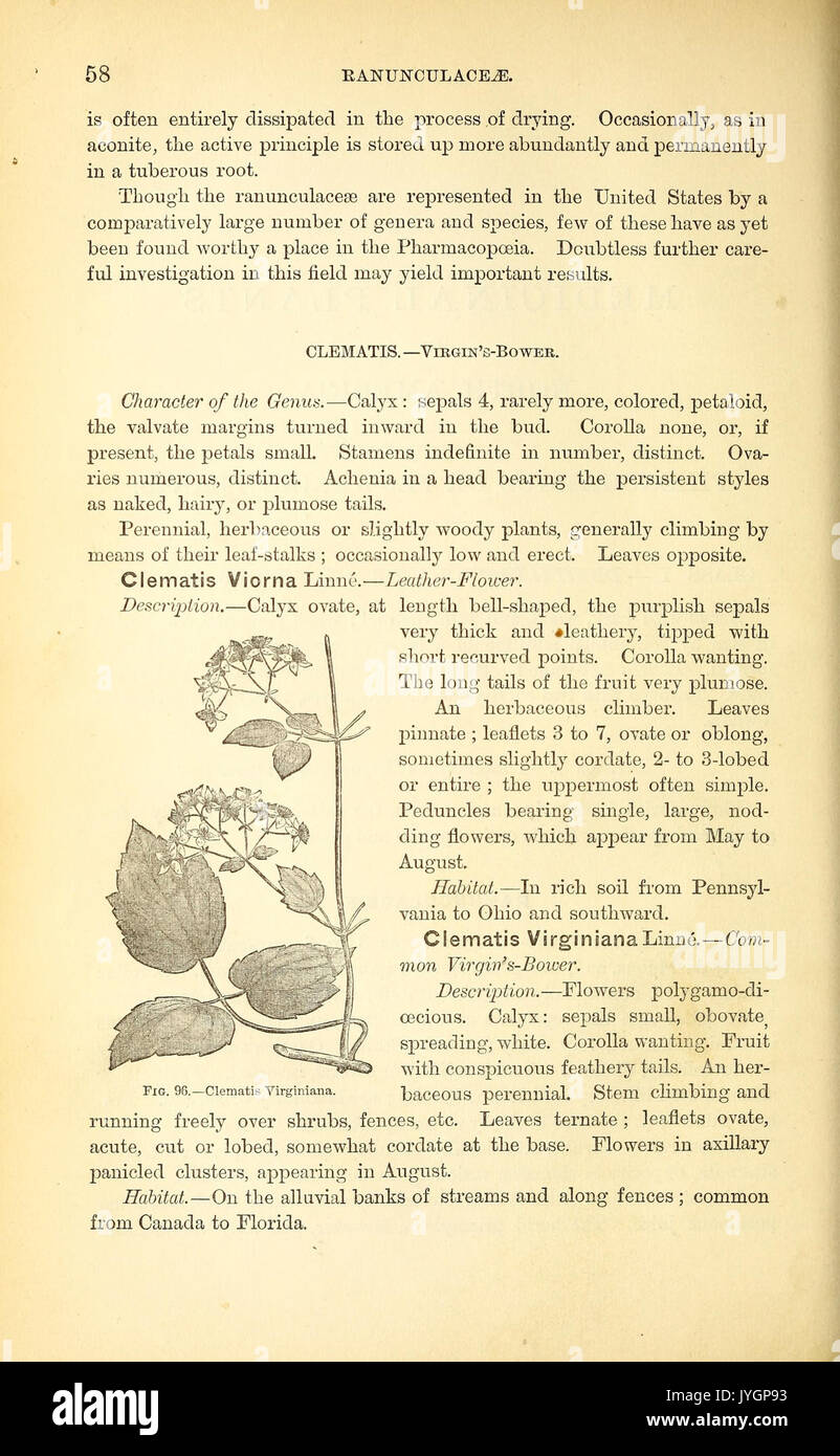 Un manuel de la botanique médicale d'Amérique du Nord (page 58, fig. 96) BHL40152166 Banque D'Images