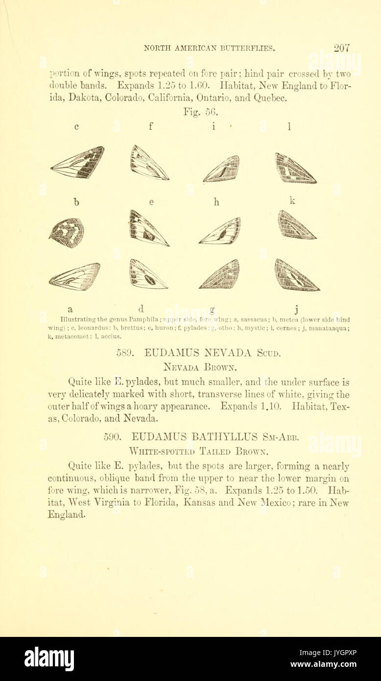 Un manuel de papillons d'Amérique du Nord (page 207, fig. 56) BHL7501010 Banque D'Images