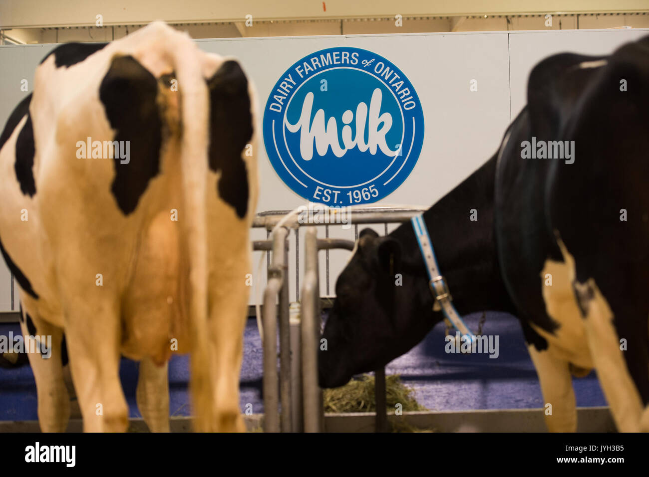 (170819) -- Toronto (Canada), le 19 août 2017 (Xinhua) -- les vaches laitières sont vus à l'Exposition nationale canadienne à Toronto, Canada, le 18 août, 2017. Les États-Unis ont ouvert à l'âge de 23 ans, Accord de libre-échange nord-américain (ALENA) renégociations mercredi par une déclaration qu'il veut des changements majeurs à l'accord qui déplace l'équilibre de l'échange. Toutefois, les propriétaires d'entreprise canadiens espèrent que les négociateurs des États-Unis sera réceptif à maintenir, voire d'améliorer, la circulation des biens et des travailleurs de l'autre côté de la frontière. Bien que l'industrie laitière a été exclu de l'original de l'ALENA Banque D'Images