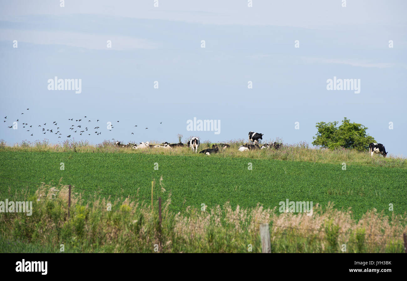 (170819) -- Toronto (Canada), le 19 août 2017 (Xinhua) -- Photo prise le 17 août 2017 montre une ferme laitière de York, Ontario, Canada. Les États-Unis ont ouvert à l'âge de 23 ans, Accord de libre-échange nord-américain (ALENA) renégociations mercredi par une déclaration qu'il veut des changements majeurs à l'accord qui déplace l'équilibre de l'échange. Toutefois, les propriétaires d'entreprise canadiens espèrent que les négociateurs des États-Unis sera réceptif à maintenir, voire d'améliorer, la circulation des biens et des travailleurs de l'autre côté de la frontière. Bien que l'industrie laitière a été exclu de l'ALENA en 1994 d'origine Banque D'Images