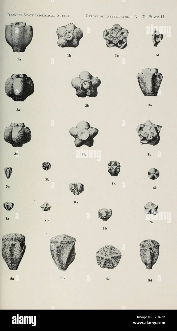 Un groupe d'larviform crinoïdes de la baisse de la strate pennsylvanienne bassin intérieur BHL40542412 Banque D'Images