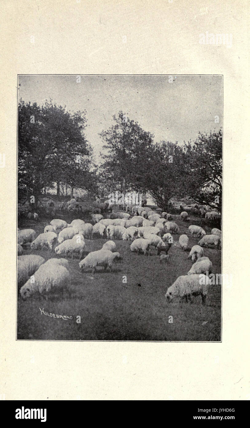 Une bande de moutons dans chaque exploitation BHL18024640 Banque D'Images