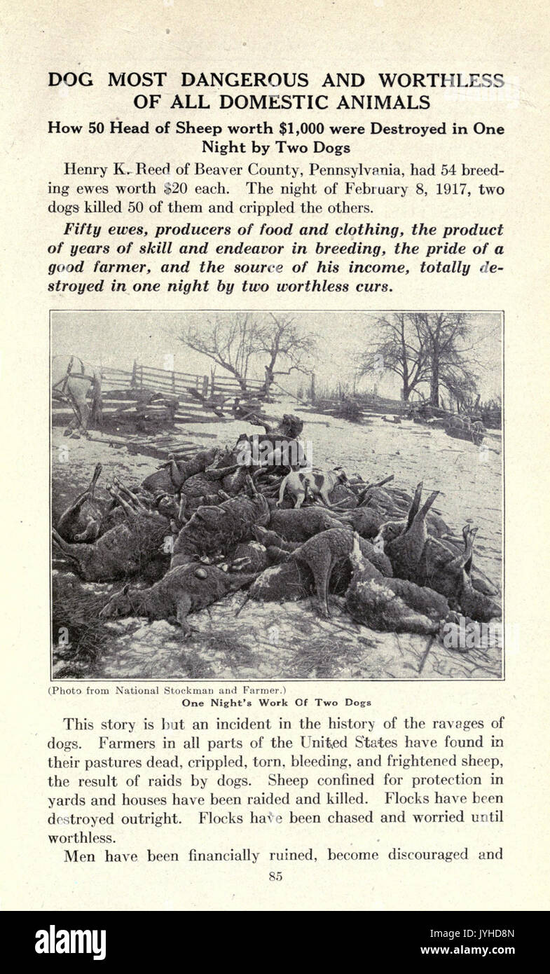 Illustration représentant un groupe de moutons dans une ferme typique, comme on le voit à la page 85 d'un document agricole historique. Cette image souligne l'importance de l'élevage ovin dans les économies rurales. Banque D'Images