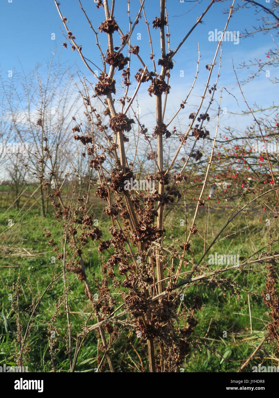 20160114Rumex obtusifolius2 Banque D'Images