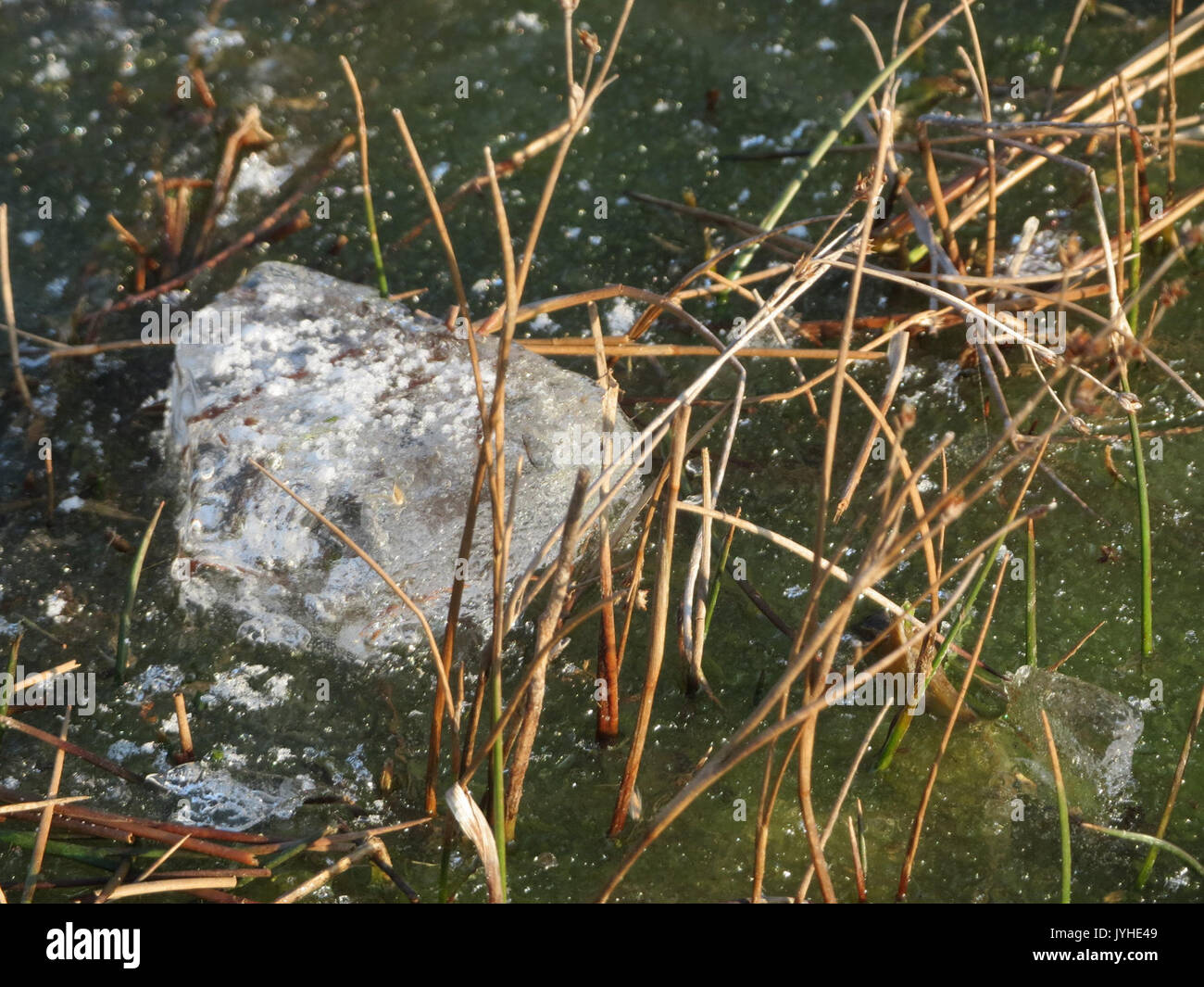 20160121Juncus articulatus3 Banque D'Images