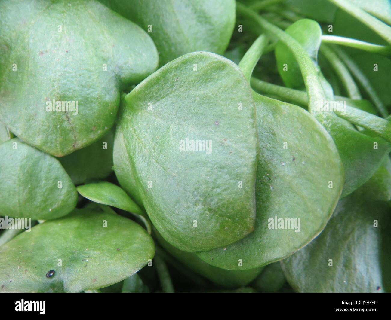 20160311Claytonia perfoliata chez5 Banque D'Images