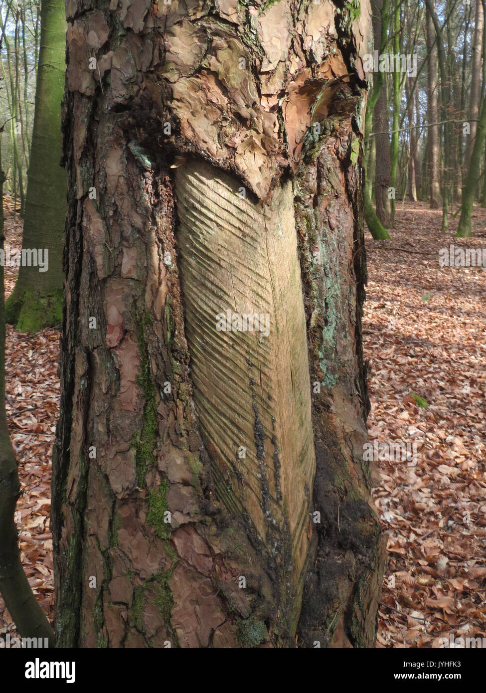 20160313Harzlachte08 Banque D'Images