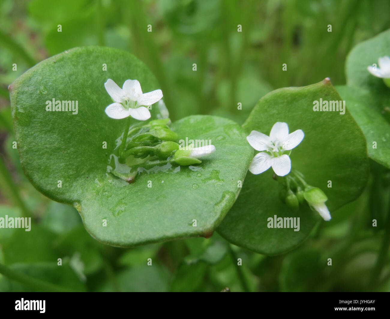 20160405Claytonia perfoliata chez2 Banque D'Images