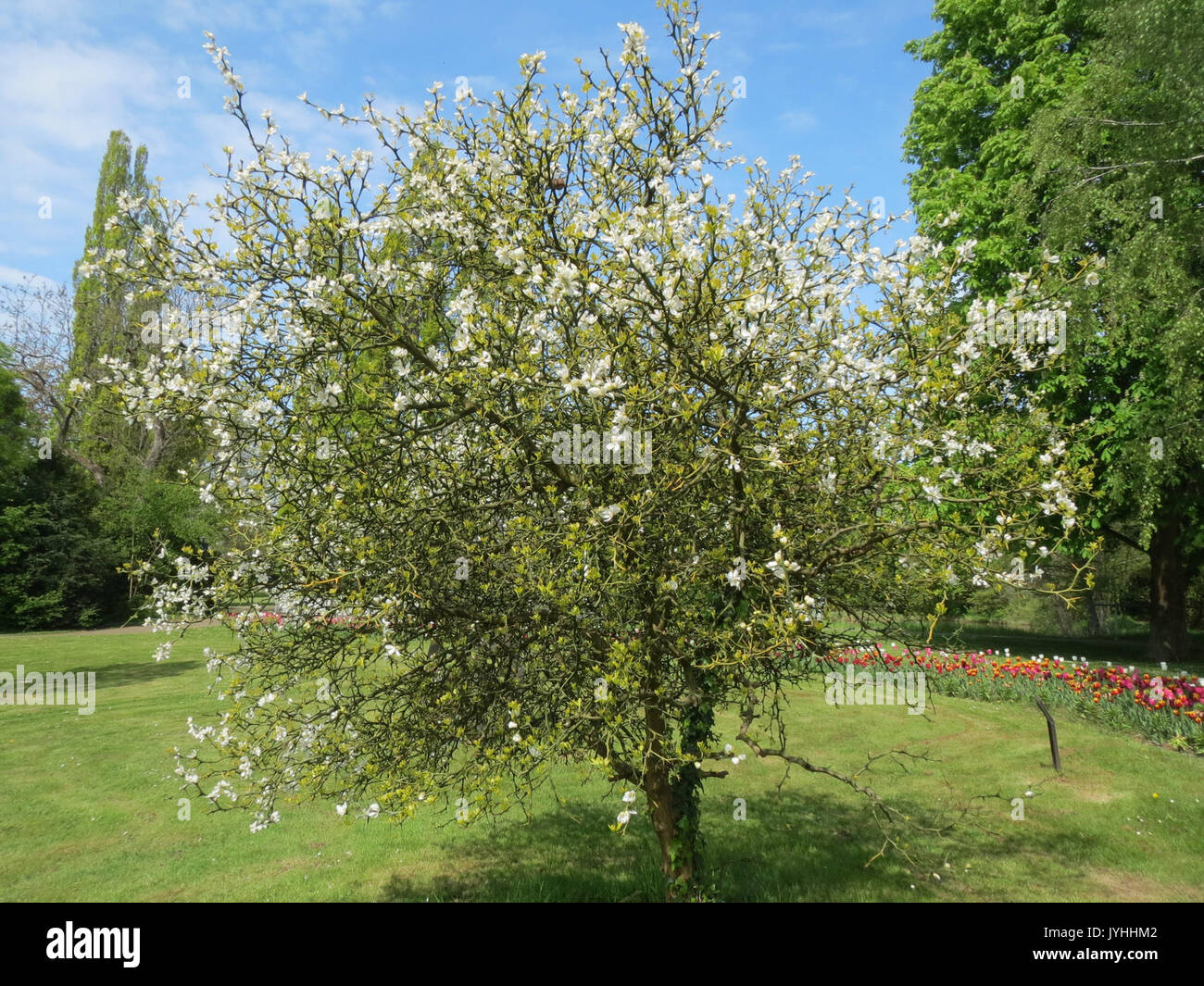 20160430Citrus trifoliata1 Banque D'Images