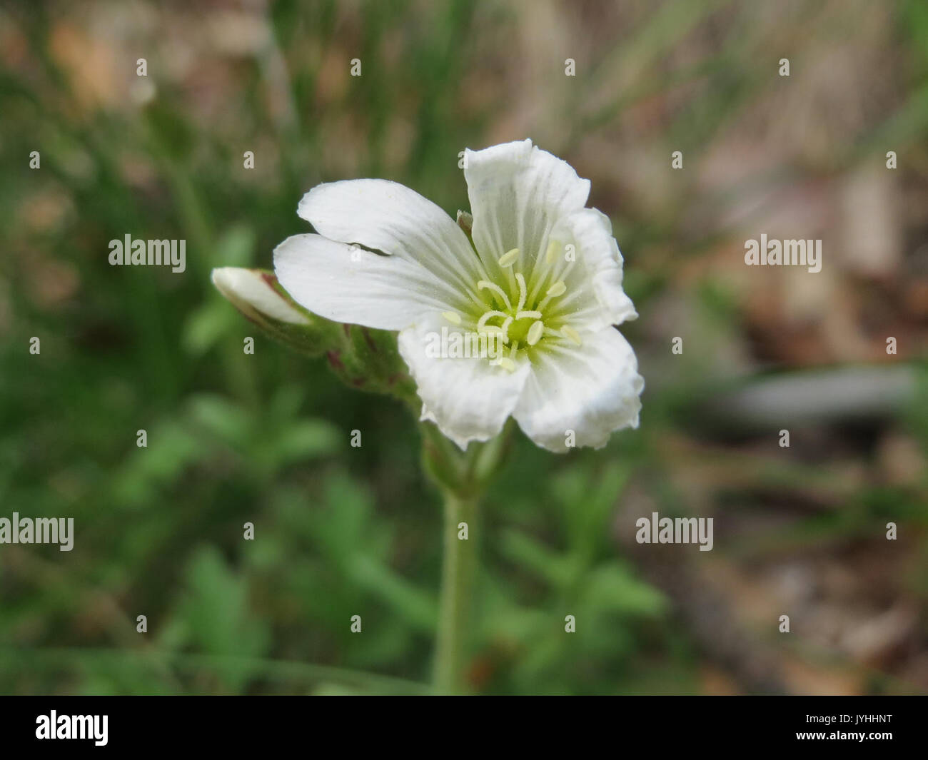 20160501Stellaria holostea4 Banque D'Images