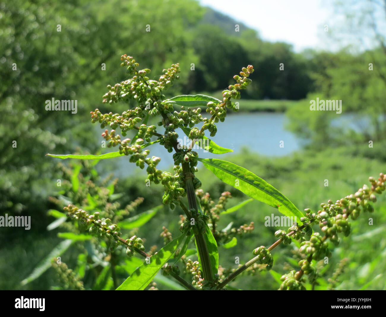 20160508Rumex obtusifolius Banque D'Images
