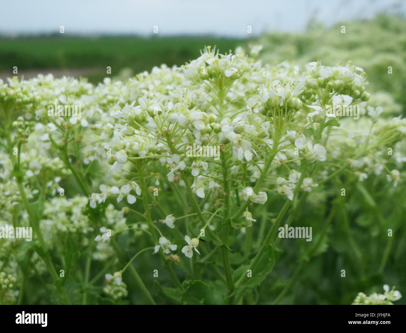 20160514Lepidium draba2 Banque D'Images