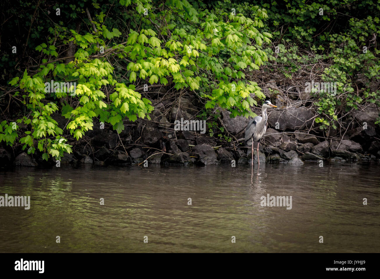Cette photographie de 2016 capture un héron à la Saarschleife, un virage pittoresque de la rivière Sarre, mettant en valeur la posture élégante de l'oiseau face au paysage naturel. Banque D'Images