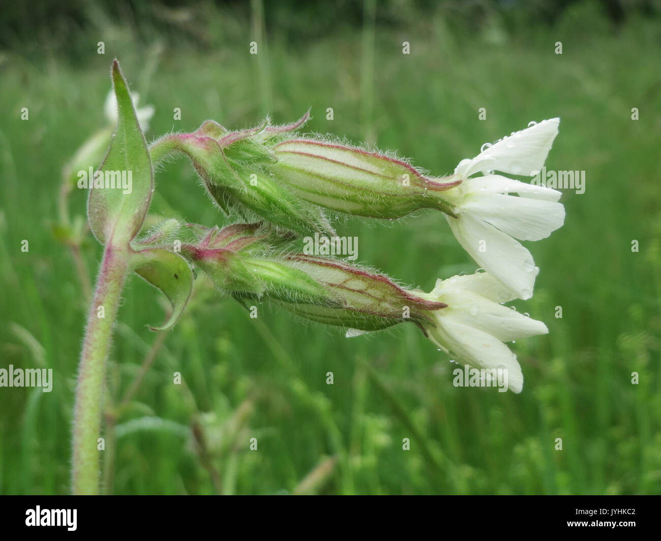20160530Silene latifolia Banque D'Images