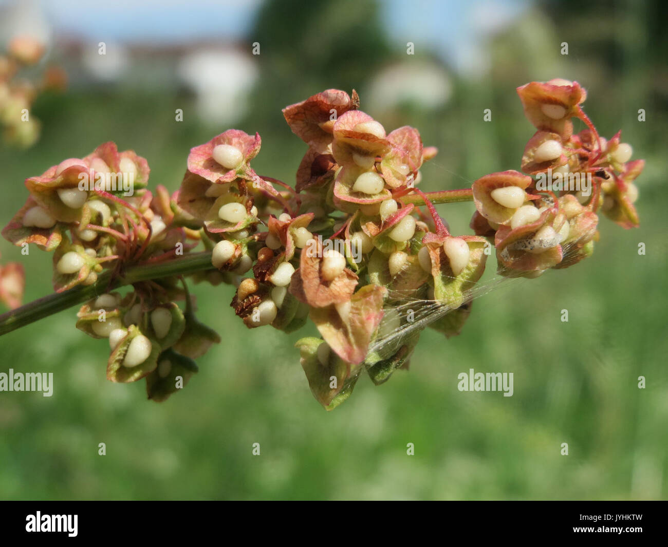 20160607Rumex obtusifolius1 Banque D'Images