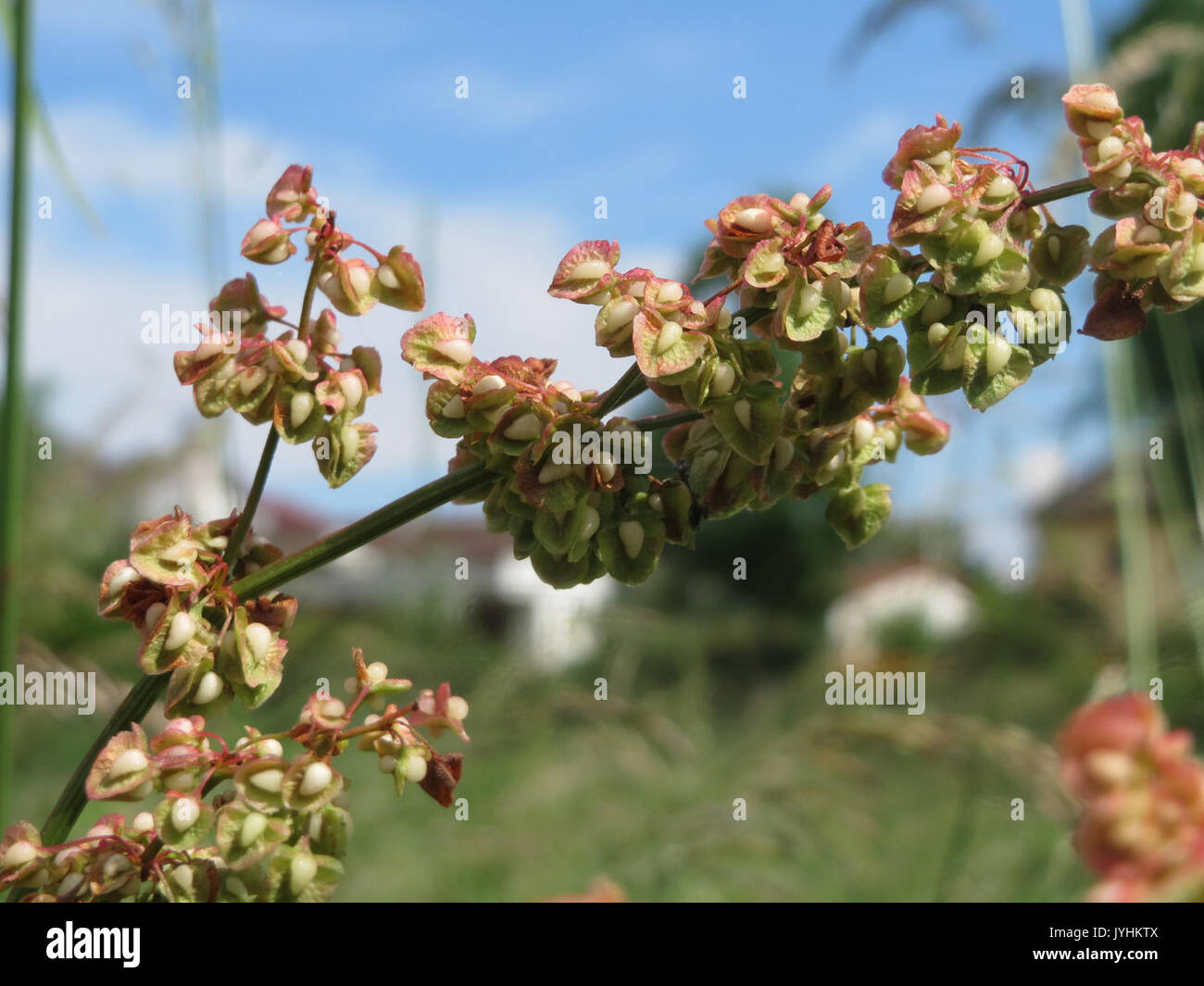 20160607Rumex obtusifolius2 Banque D'Images