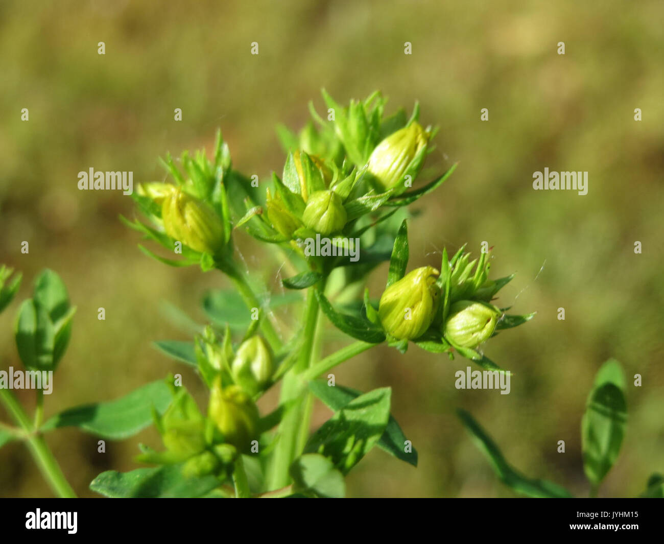 20160610Hypericum perforatum Banque D'Images