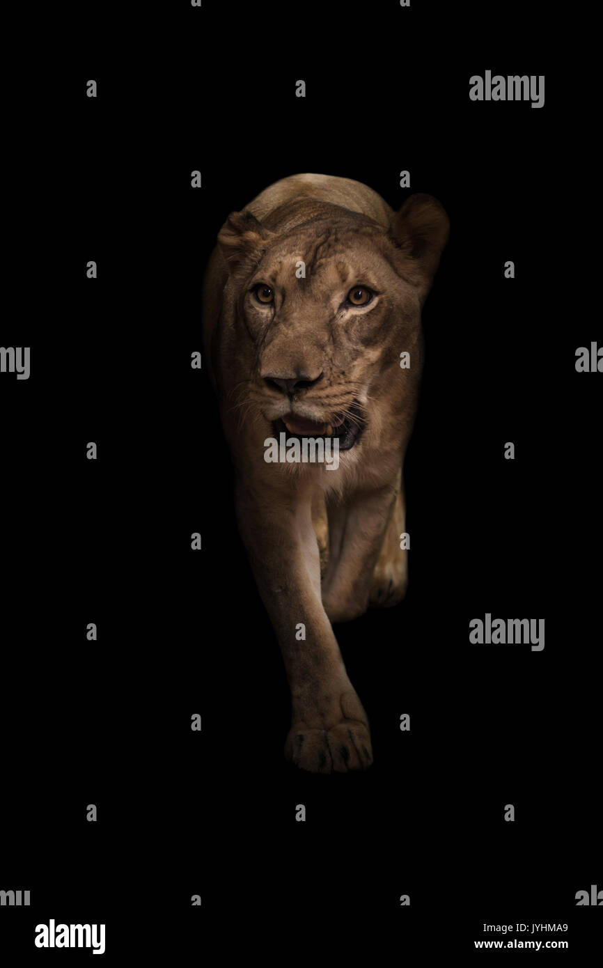 Femme lion africain dans le fond sombre Banque D'Images