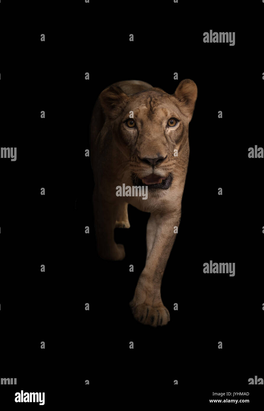 Femme lion africain dans le fond sombre Banque D'Images