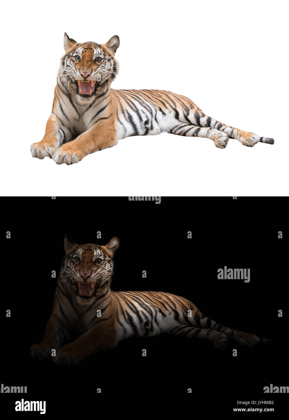 Tigre du Bengale femelle dans le noir et blanc Banque D'Images