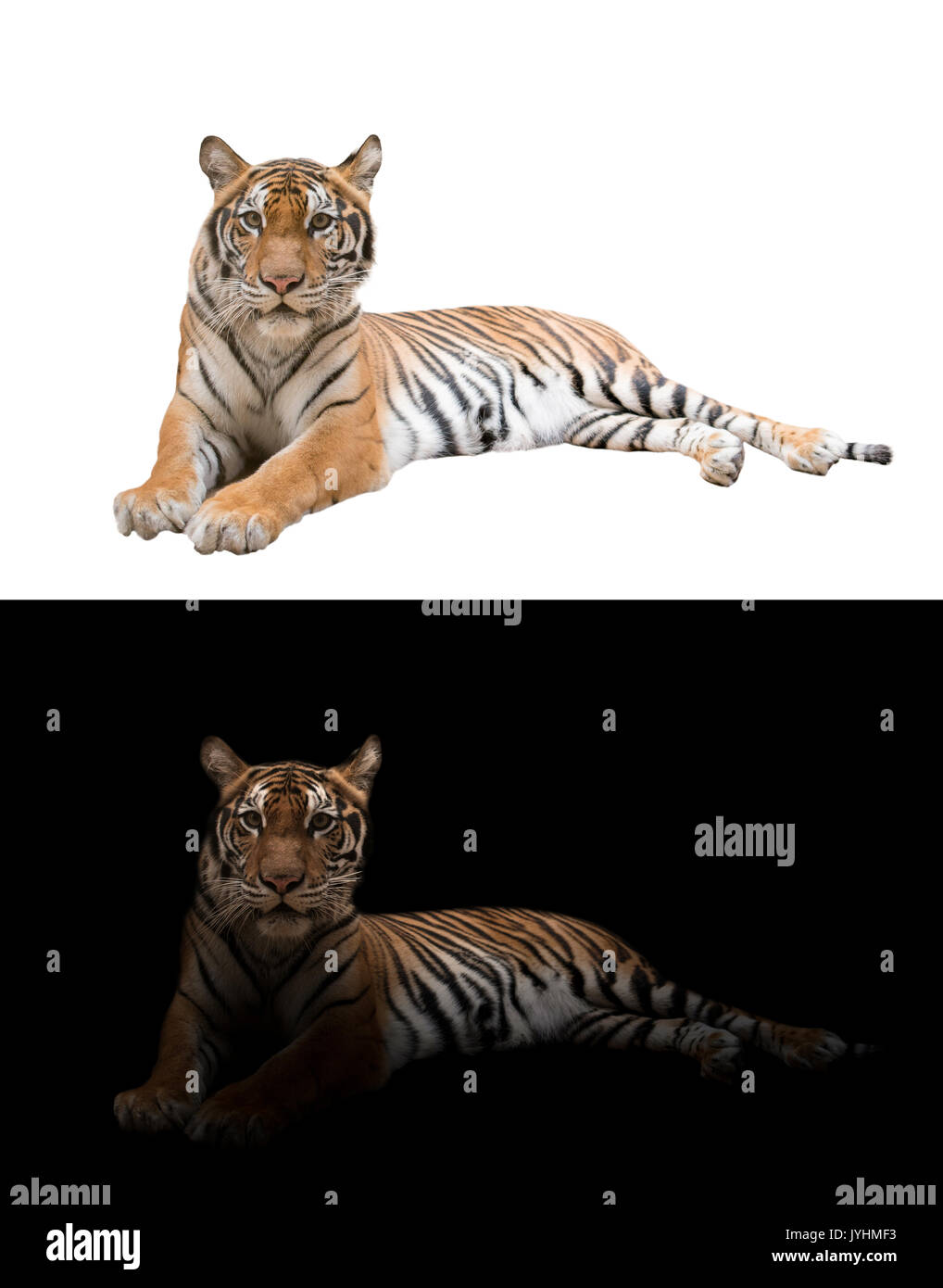 Tigre du Bengale femelle dans le noir et blanc Banque D'Images