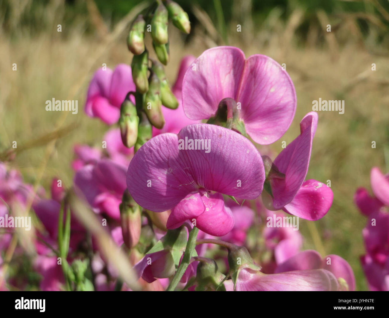 20160627Lathyrus latifolius3 Banque D'Images