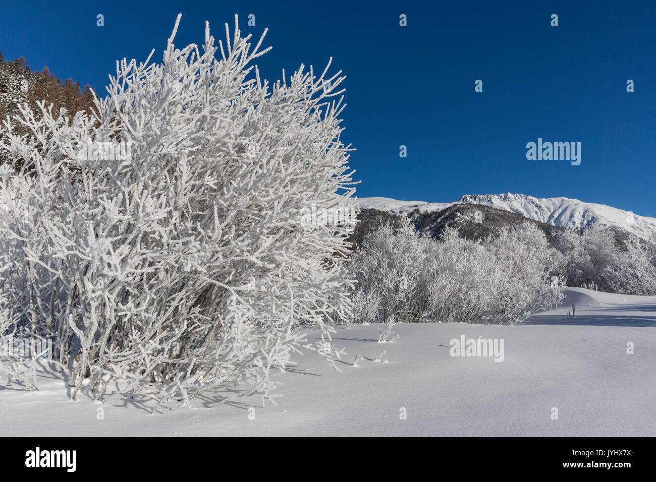 Paysage d'hiver avec des arbres couverts de givre. L'Engadine, Grisons, Suisse. Banque D'Images