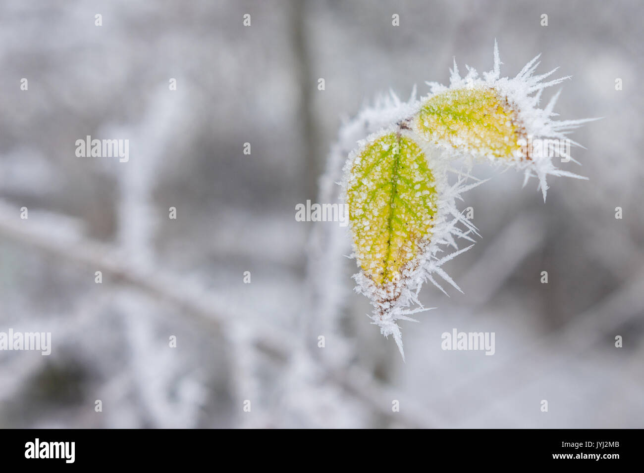 Près de feuille avec givre en Norvège Banque D'Images