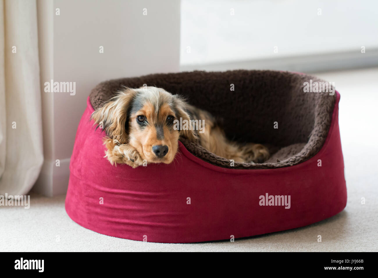 8-month-old English Show chiot Cocker, couché dans un lit de chien avec la tête et les pattes plus de côté. Regardant droit dans la caméra. Banque D'Images