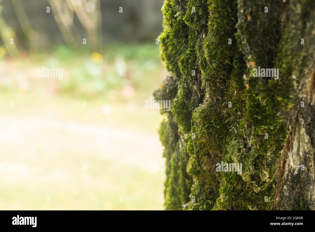 La lumière du soleil tombant d'un arbre à l'écorce couverte de mousse verte Banque D'Images
