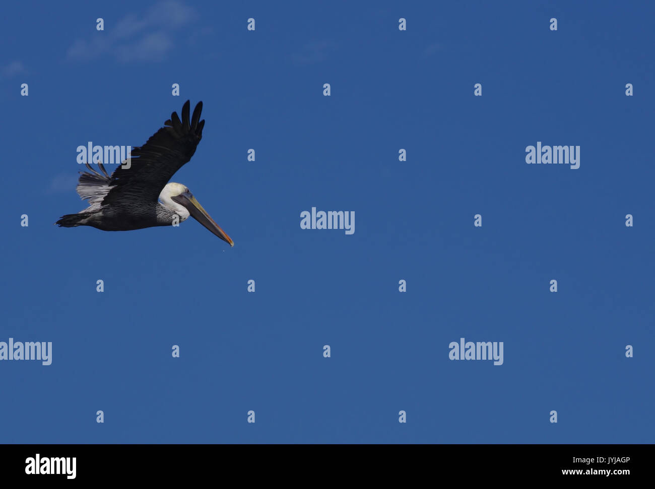 Pelican survolant la côte du golfe de l'Alabama Banque D'Images