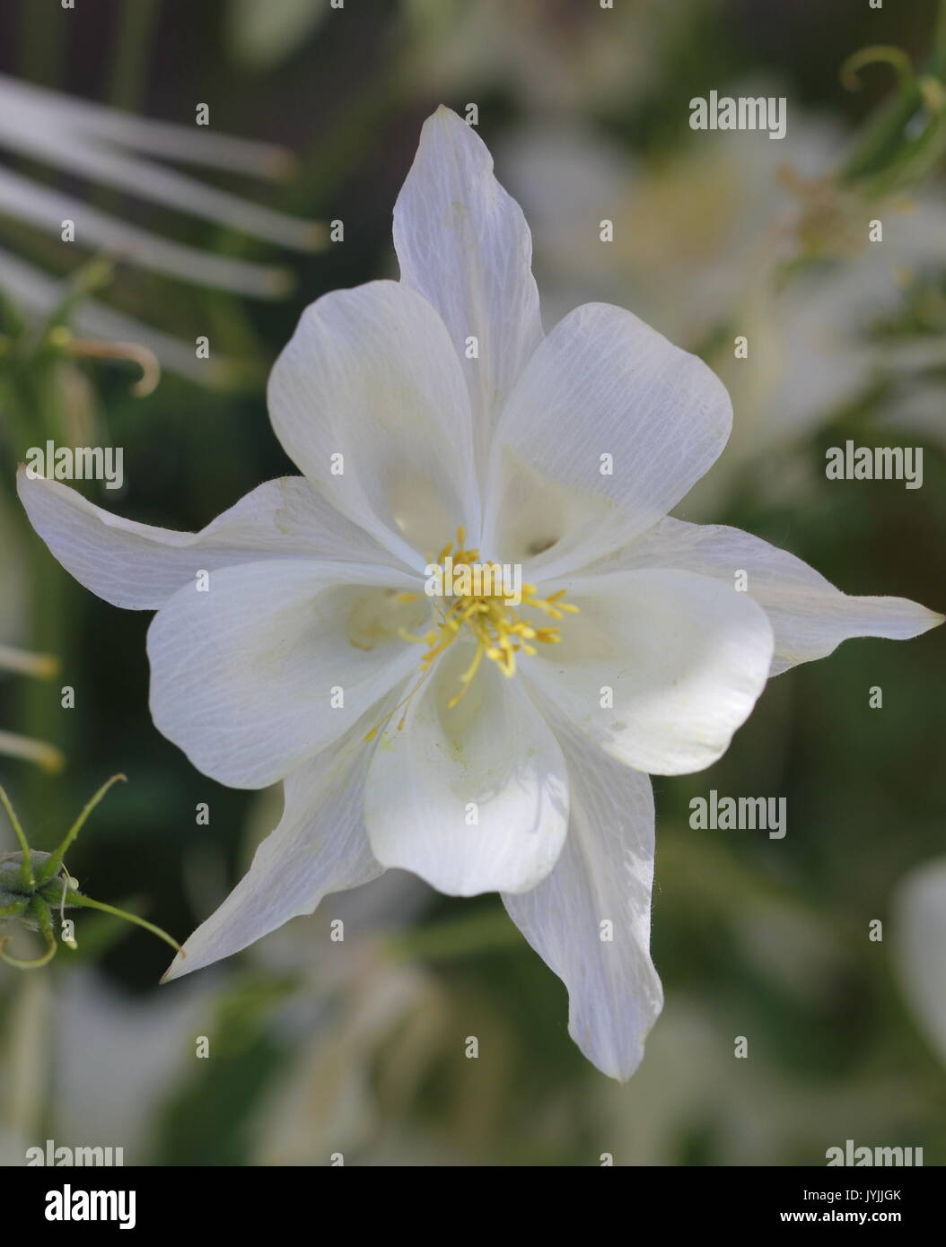 Ancolie blanche fleur ; 5 points Photo Stock - Alamy