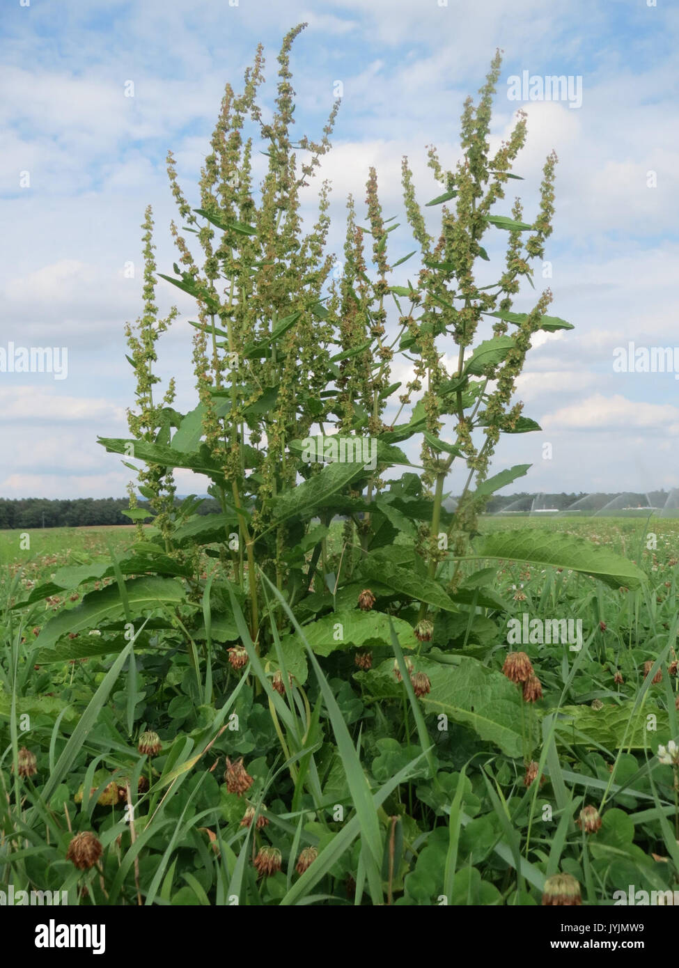 20160728Rumex obtusifolius1 Banque D'Images