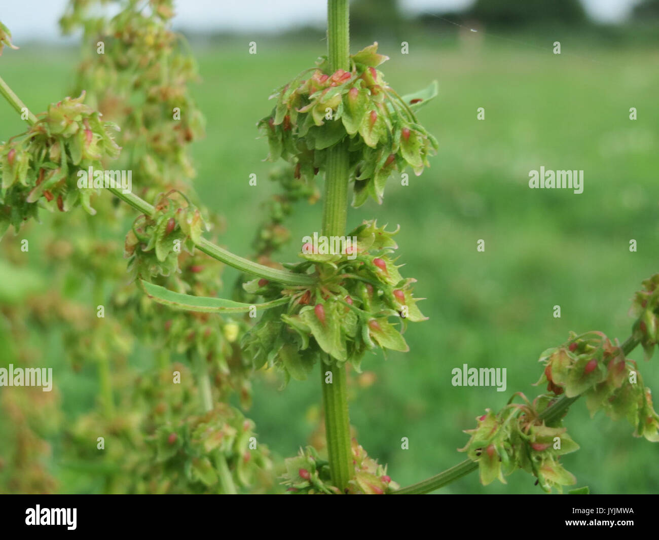 20160728Rumex obtusifolius2 Banque D'Images