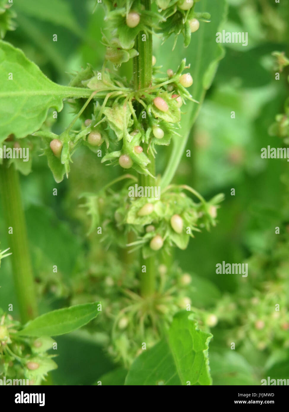 20160728Rumex obtusifolius3 Banque D'Images