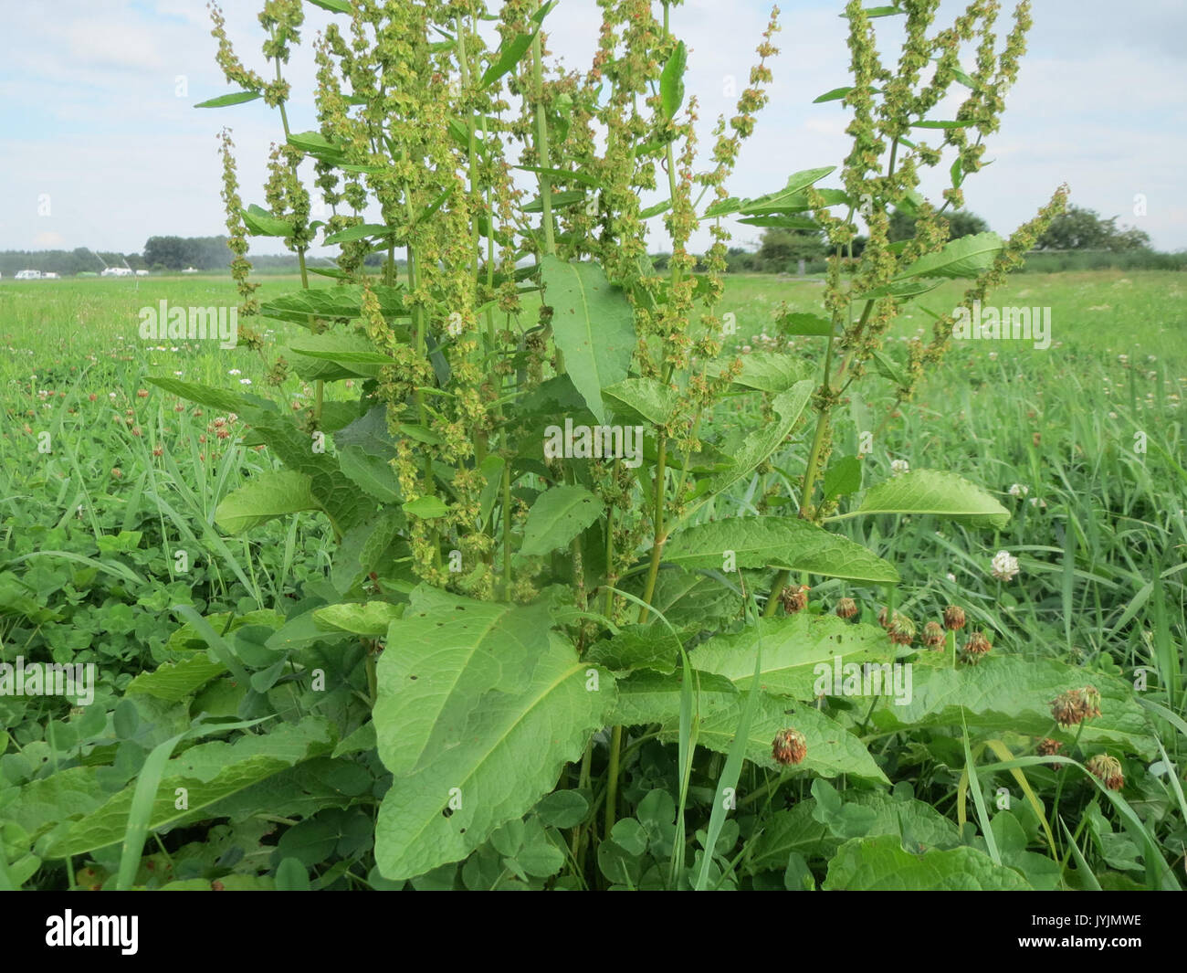 20160728Rumex obtusifolius4 Banque D'Images