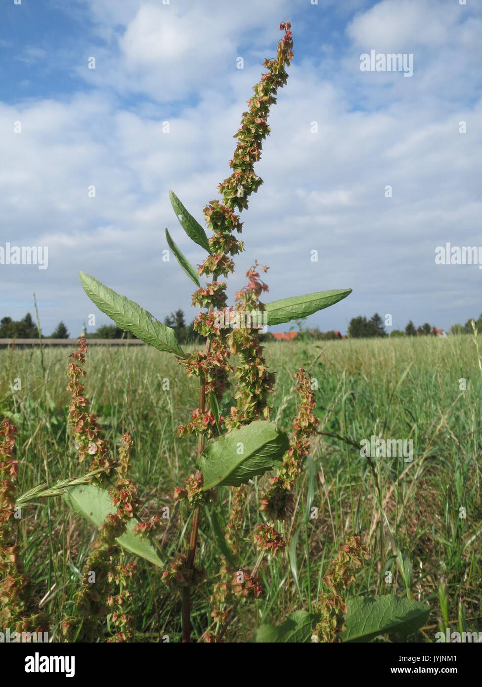 20160812Rumex obtusifolius1 Banque D'Images