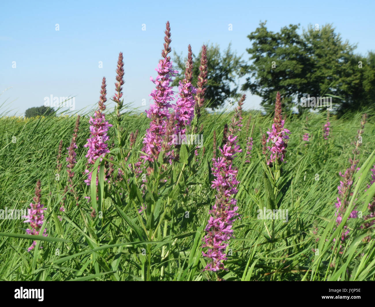 Lythrum salicaria, également connu sous le nom de loosestrife pourpre, est une plante à fleurs vivace que l'on trouve couramment dans les habitats des zones humides. Connue pour ses fleurs violettes vibrantes, elle est souvent étudiée pour son rôle écologique et son potentiel en tant qu’espèce envahissante. Banque D'Images